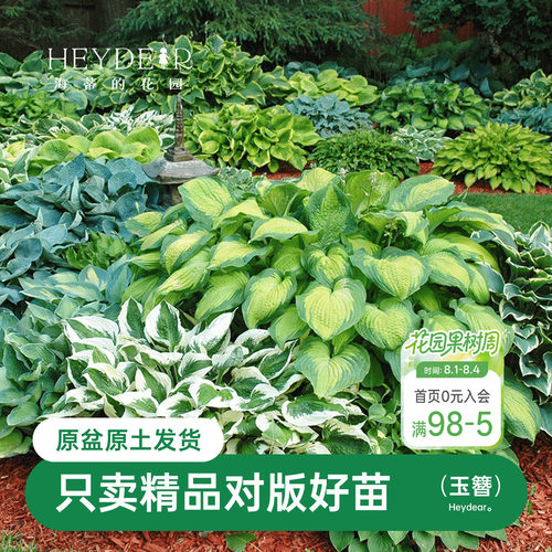 玉簪耐阴观叶庭院宿根植物