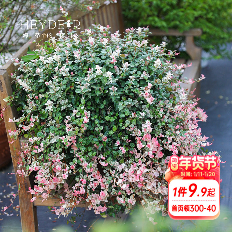 海蒂的花园花叶络石四季常绿好养观叶黄金过路黄铺面绿植盆栽苗,鲜花速递/花卉仿真/绿植园艺,绿植,淘宝优惠券,粉丝福利购,淘宝优惠卷