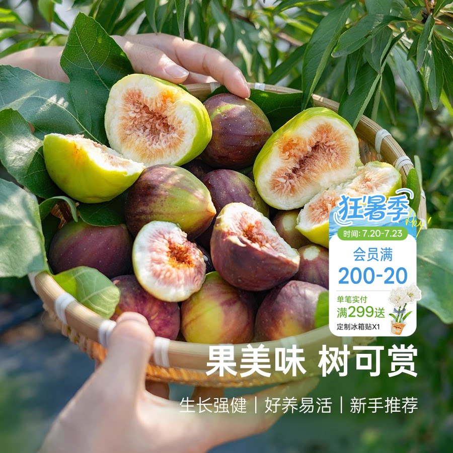 海蒂的花园无花果树果苗盆栽庭院家庭地栽水果树苗好种易养