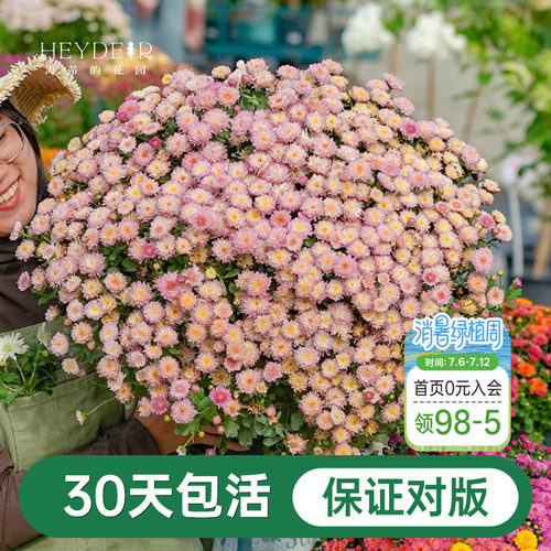 球菊菊花盆栽多年生花卉好养