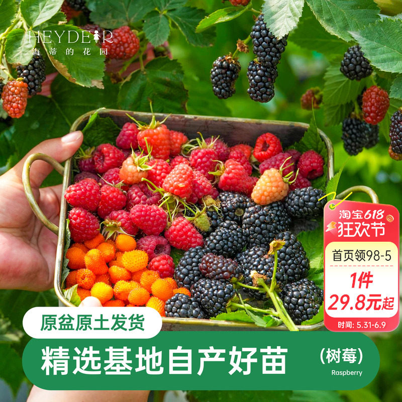 海蒂的花园树莓黑莓果树耐寒灌木小浆果好养庭院露台植物果树果苗