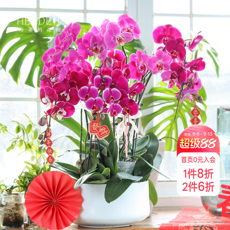 海蒂的花园蝴蝶兰盆栽带花苞宝贝兰花秋花苗冬室内年宵开花植物
