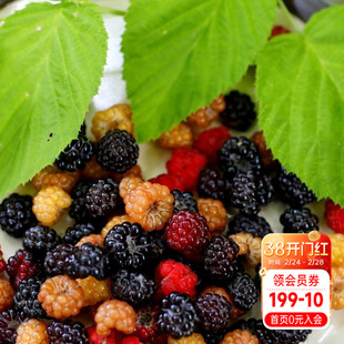 海蒂的花园树莓黑莓果树耐寒灌木小浆果好养庭院露台植物果树果苗