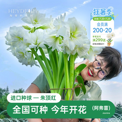 海蒂的花园朱顶红进口种球重瓣阿弗雷白色室内阳台开花球根植物