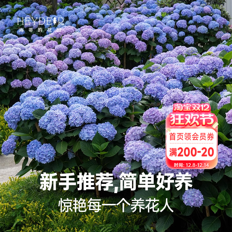 海蒂的花园无尽夏阳台庭院别墅