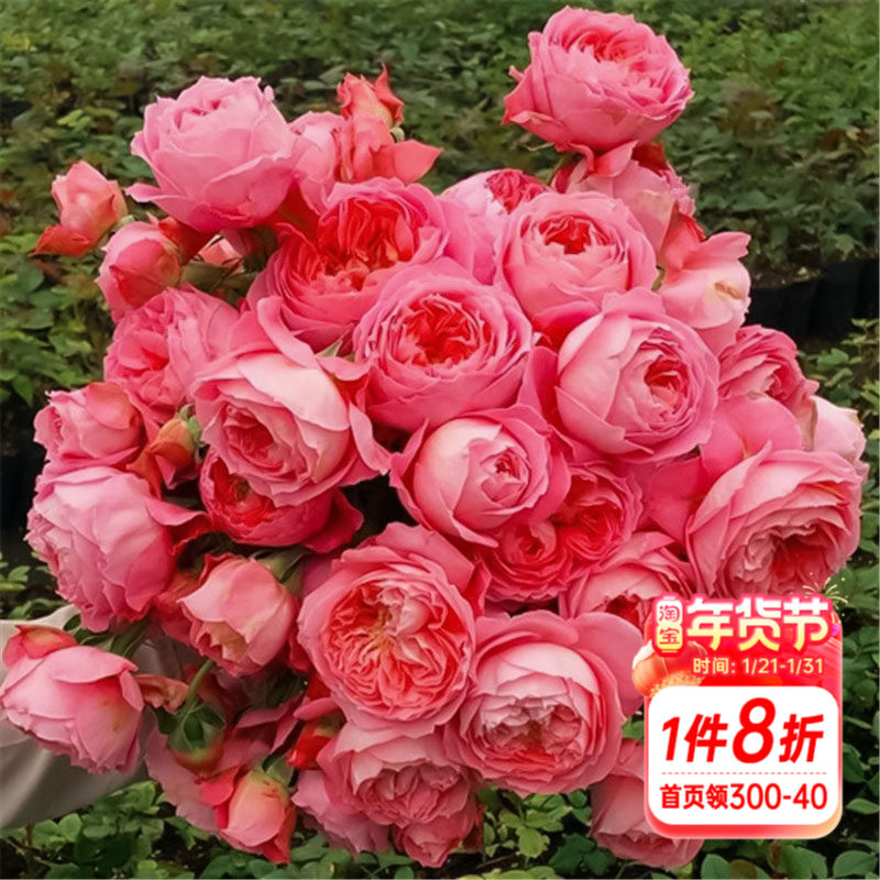 海蒂的花园夏日花火多头直立丰花月季耐热庭院花境搭配植物盆栽苗,鲜花速递/花卉仿真/绿植园艺,月季/蔷薇/玫瑰,淘宝优惠券,粉丝福利购,淘宝优惠卷