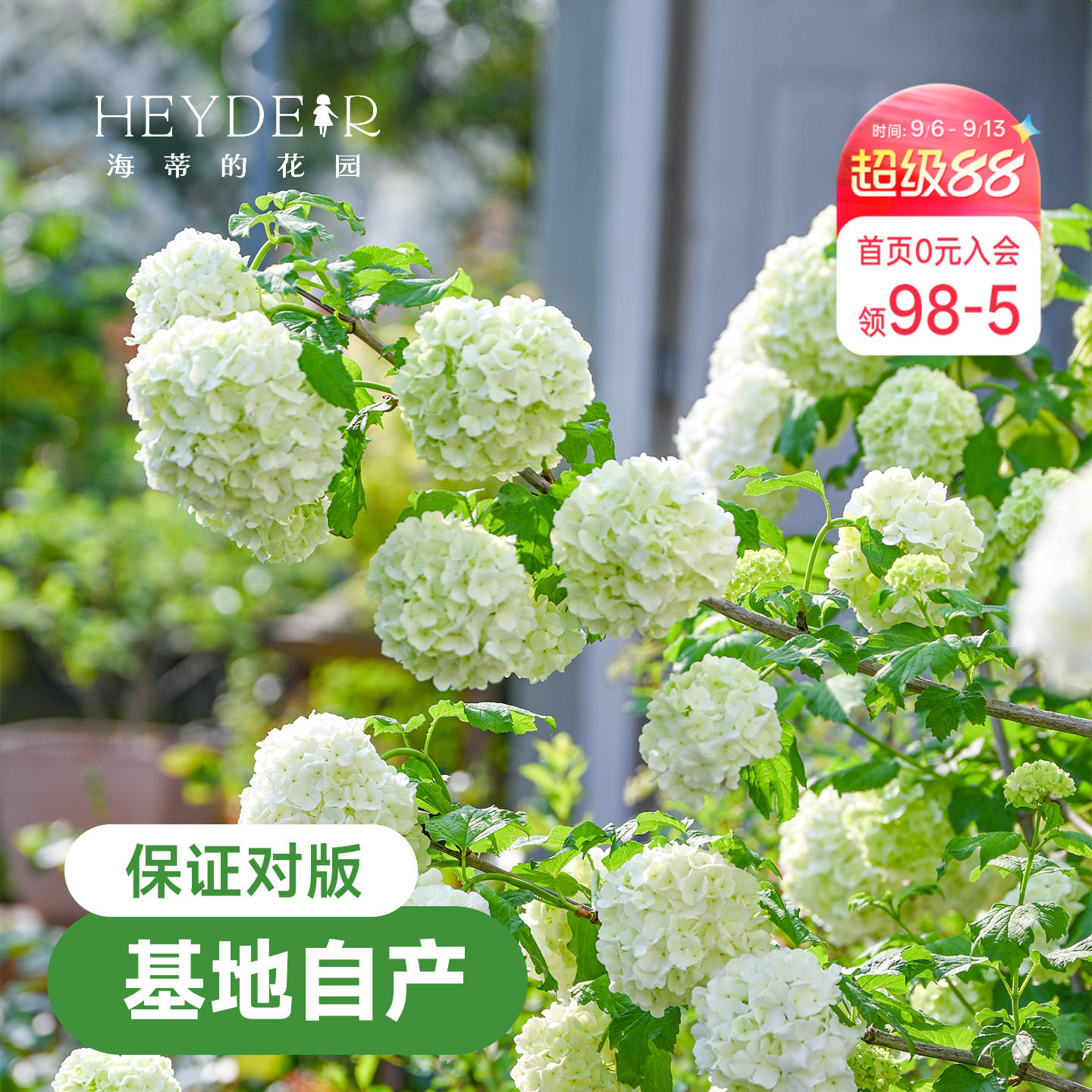 海蒂的花园欧洲木绣球花卉植物庭院露台庭院盆栽树苗耐寒绣球花苗图片