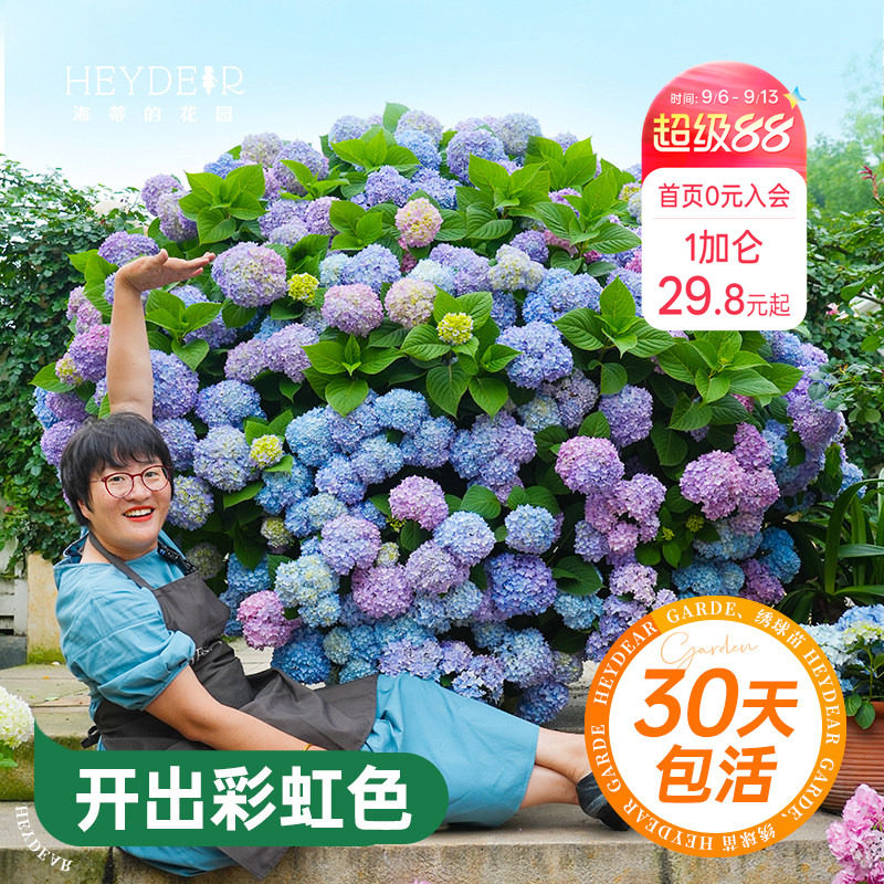 海蒂的花园绣球花苗无尽夏大海蓝万华镜阳台四季种植物树苗盆栽图片