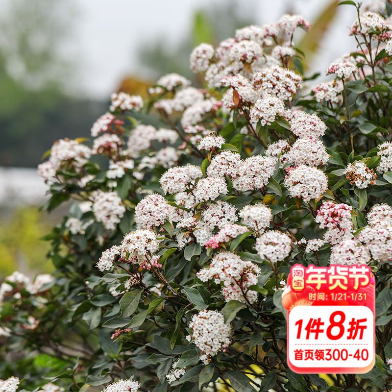 海蒂的花园欧洲粉星地中海荚蒾多年生花灌木绿化花卉植物盆栽苗,鲜花速递/花卉仿真/绿植园艺,观叶 /花灌木,淘宝优惠券,粉丝福利购,淘宝优惠卷