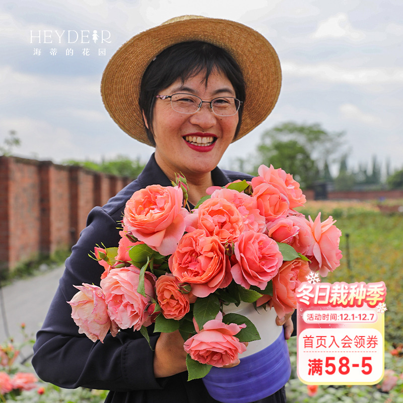 海蒂的花园月季庭院皮实好养盆栽