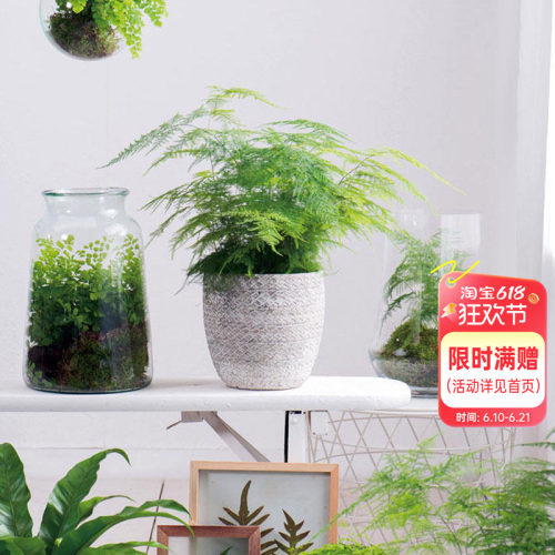 文竹办公室桌面观叶植物盆栽绿植