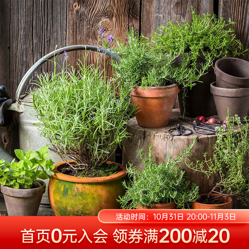 海蒂的花园迷迭香柠檬薄荷天竺葵香叶可做香料可食用香草植物盆栽