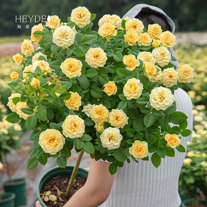 海蒂的花园果汁阳台金丝雀棒棒糖月季花苗树月阳台植物花卉盆栽