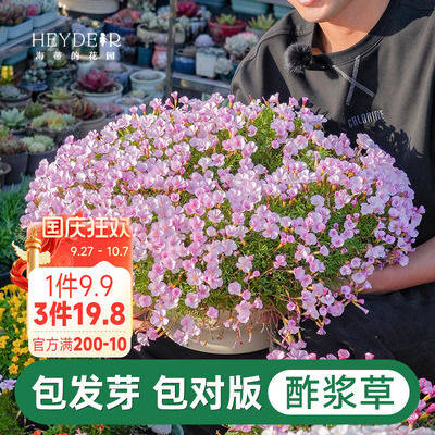 海蒂的花园酢浆草种球好养易开花植物庭院阳台可盆栽多年生花卉