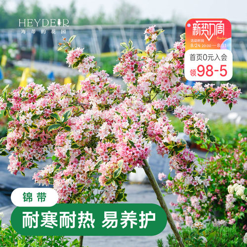 海蒂的花园花叶锦带春天爆花灌木