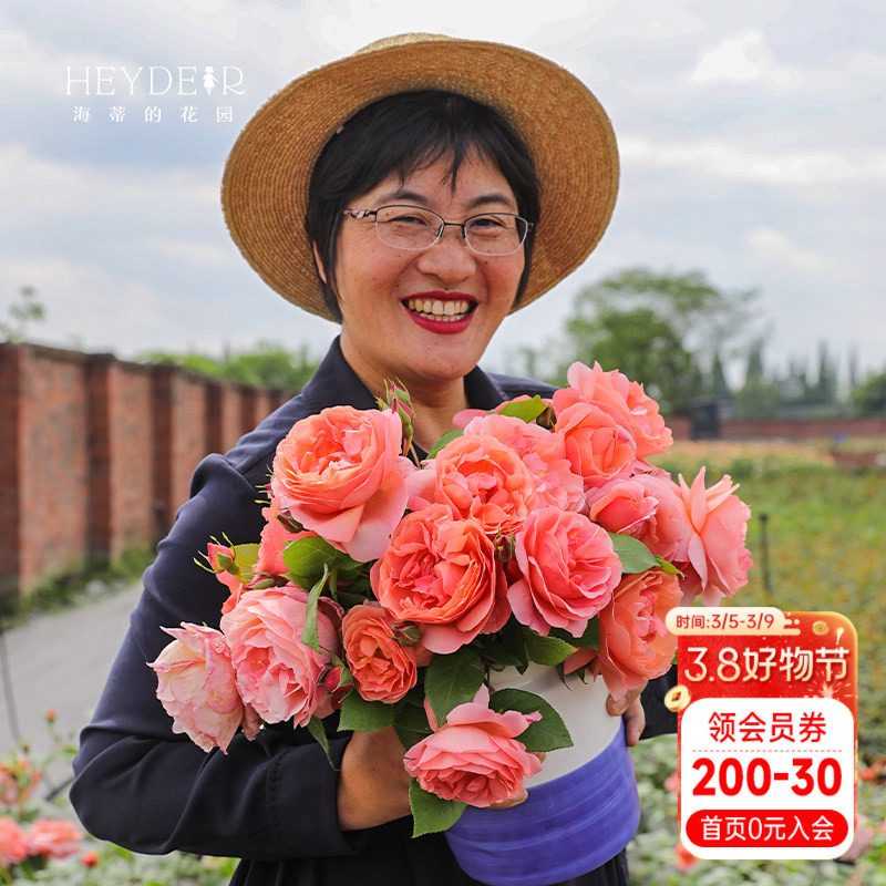 海蒂的花园人间天堂直立月季室外庭院包子强香皮实好养表现好盆栽