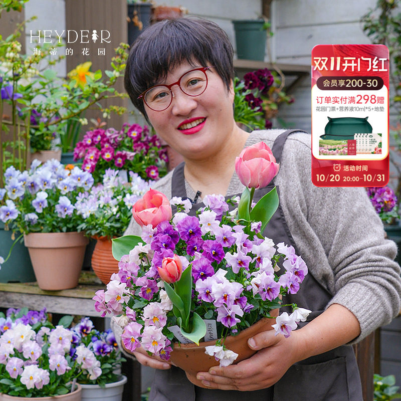 海蒂的花园角堇花苗皱边小兔子冬春开花阳台庭院花卉植物盆栽苗