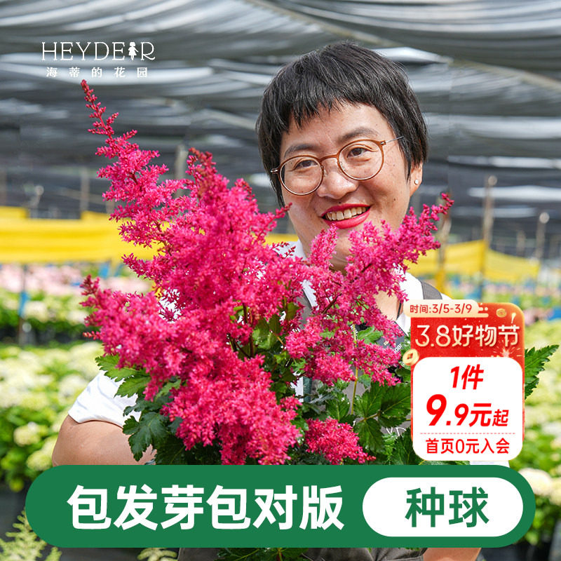 海蒂的花园落新妇裸根苗耐阴多年生花卉阳台盆栽庭院地栽花境植物 - 海蒂的花园 成都总店出品