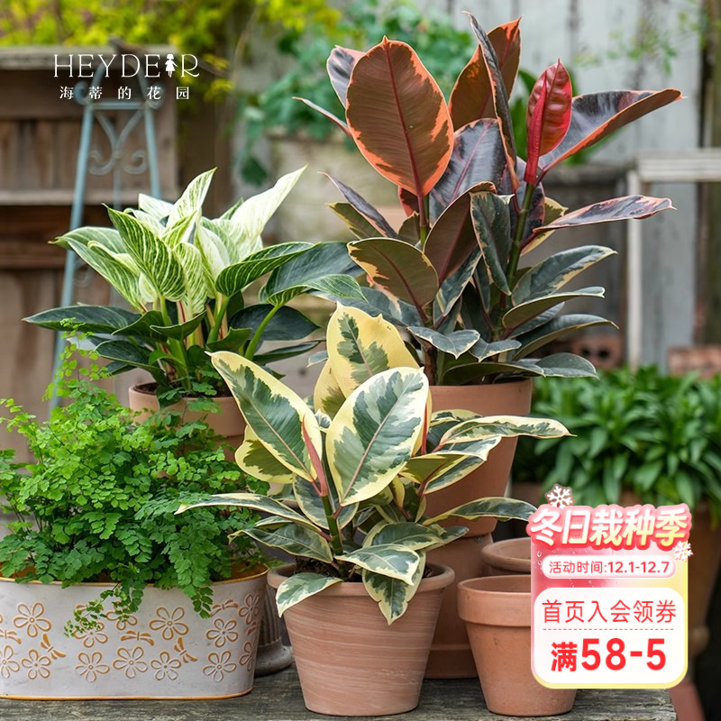 【小红书10万人种草】室内红掌