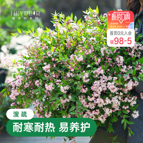 春天花瀑布溲疏海蒂的花园灌木