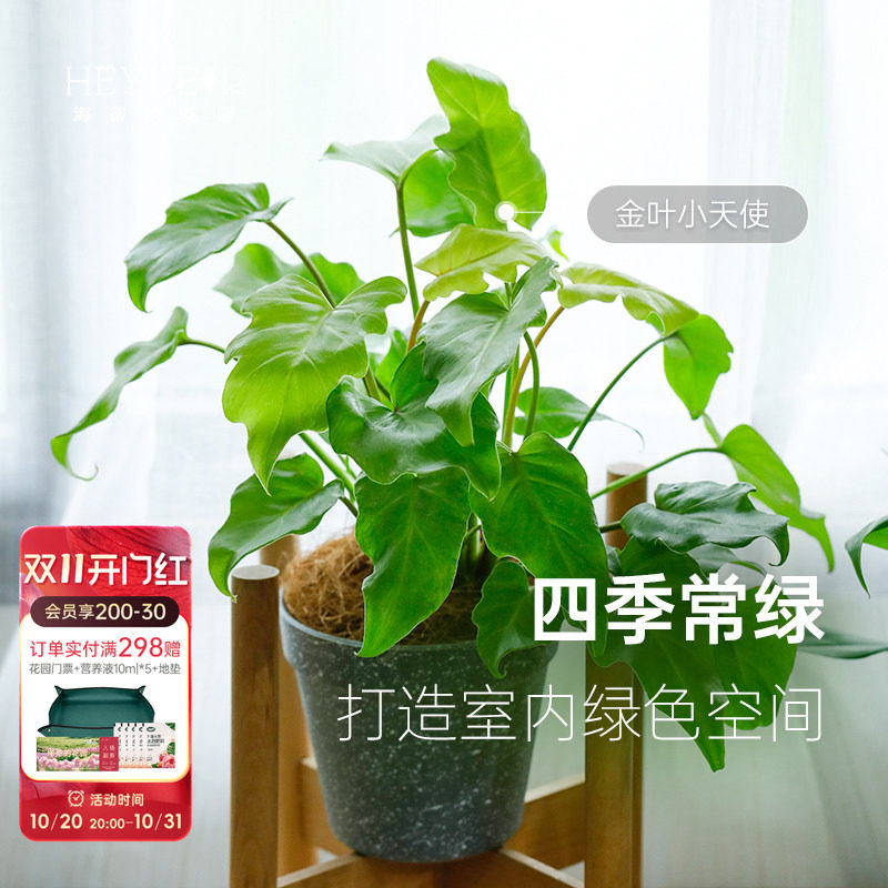 海蒂的花园蔓绿绒印第安羽毛喜林芋室内观叶植物客厅书房绿植盆栽