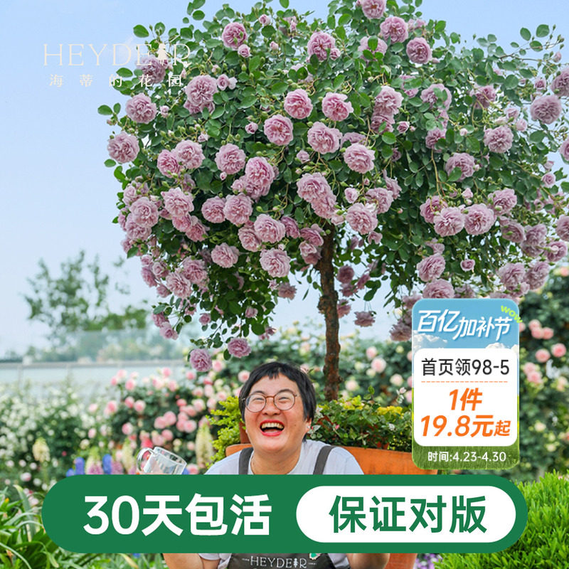 海蒂的花园蓝色阴雨爬藤月季四季阳台庭院垂吊花卉植物盆栽花苗