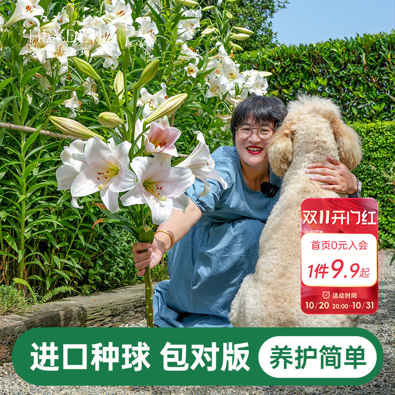 海蒂的花园百合种球重瓣香水