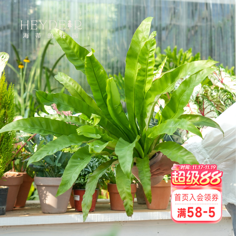 海蒂花园鸟巢蕨办公室绿植