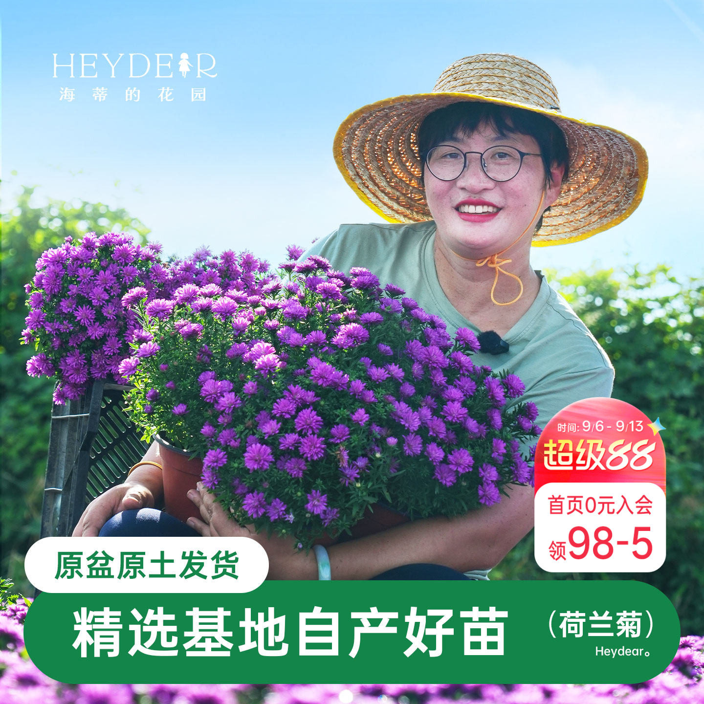 紫菀小卡罗可开花四季植物图片