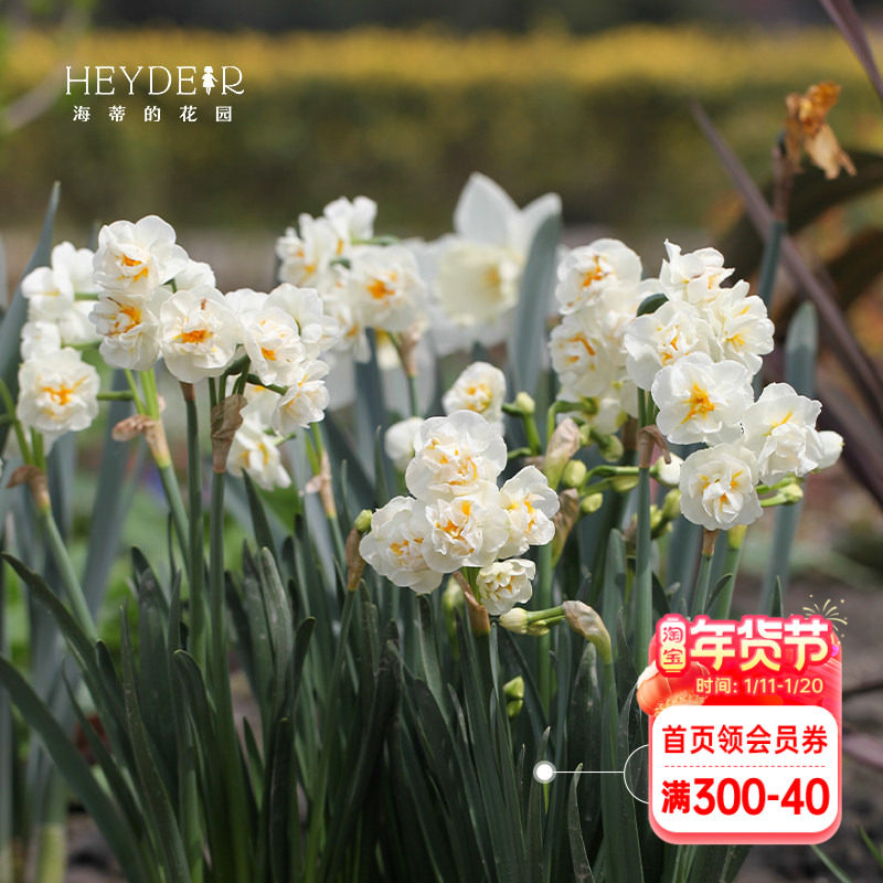 海蒂的花园洋水仙种球水仙水养盆栽冬季室内阳台开花