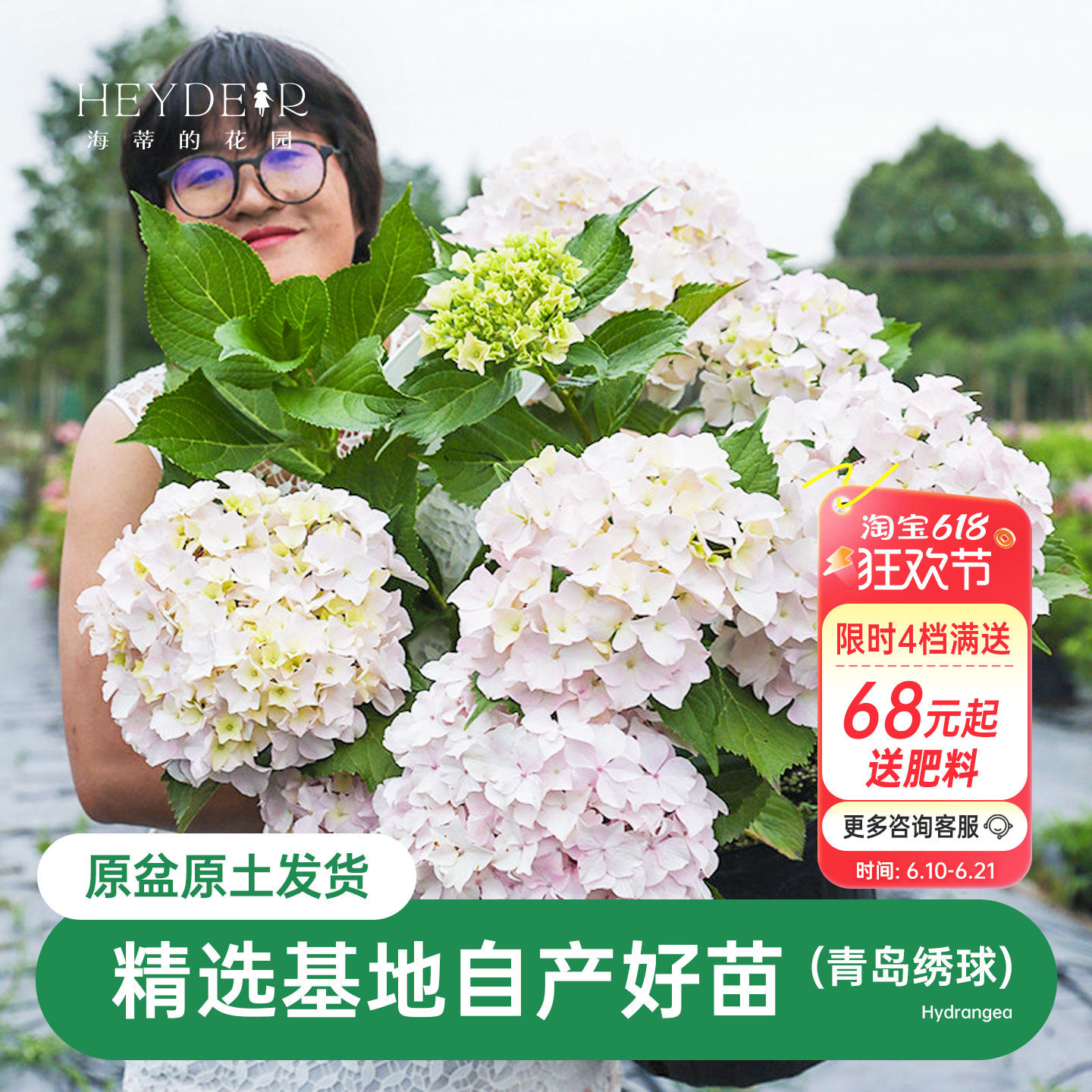 海蒂的花园青岛绣球大花粉白色可爱耐阴阳台露台花卉植物盆栽花苗