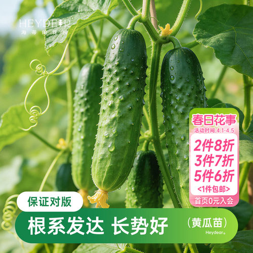 海蒂的花园黄瓜苗盆栽秧苗阳台盆栽好养易活蔬菜苗