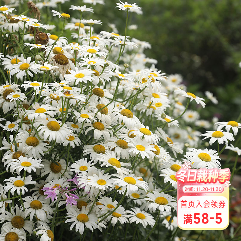 海蒂的花园大滨菊花镜造景野趣