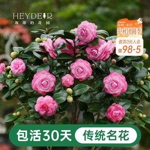 海蒂的花园茶花盆栽好养花卉庭院
