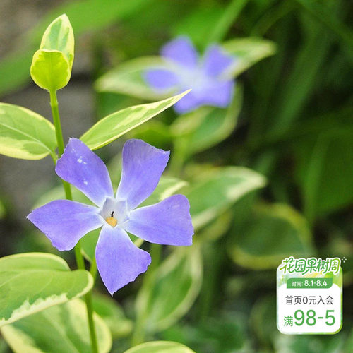 紫色小花垂吊花卉阳台盆栽苗