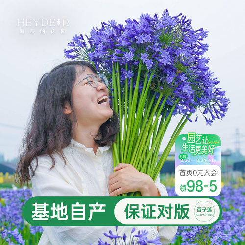 海蒂百子莲庭院耐热植物花卉