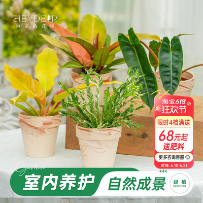海蒂的花园蔓绿绒室内绿植带陶盆