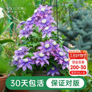 海蒂的花园铁线莲苗盆栽爬藤乌托邦倒影花架栅栏阳台植物花卉海妈