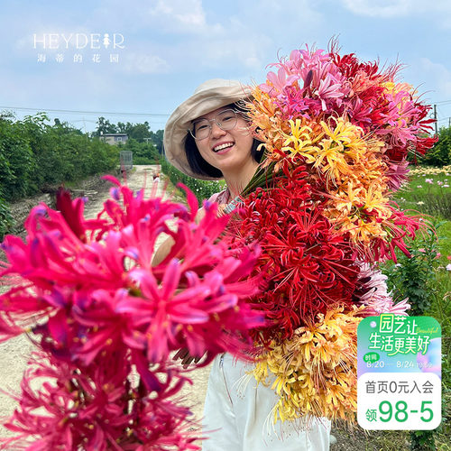 海蒂的花园彼岸花石蒜种球