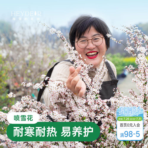 海蒂的花园喷雪花雪柳盆栽锦带绣黄金喷泉线菊溲疏小手球耐寒花卉