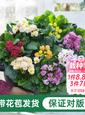 海蒂的花园报春阳台庭院好养易活植物花苗冬春开花带花苞花卉盆栽