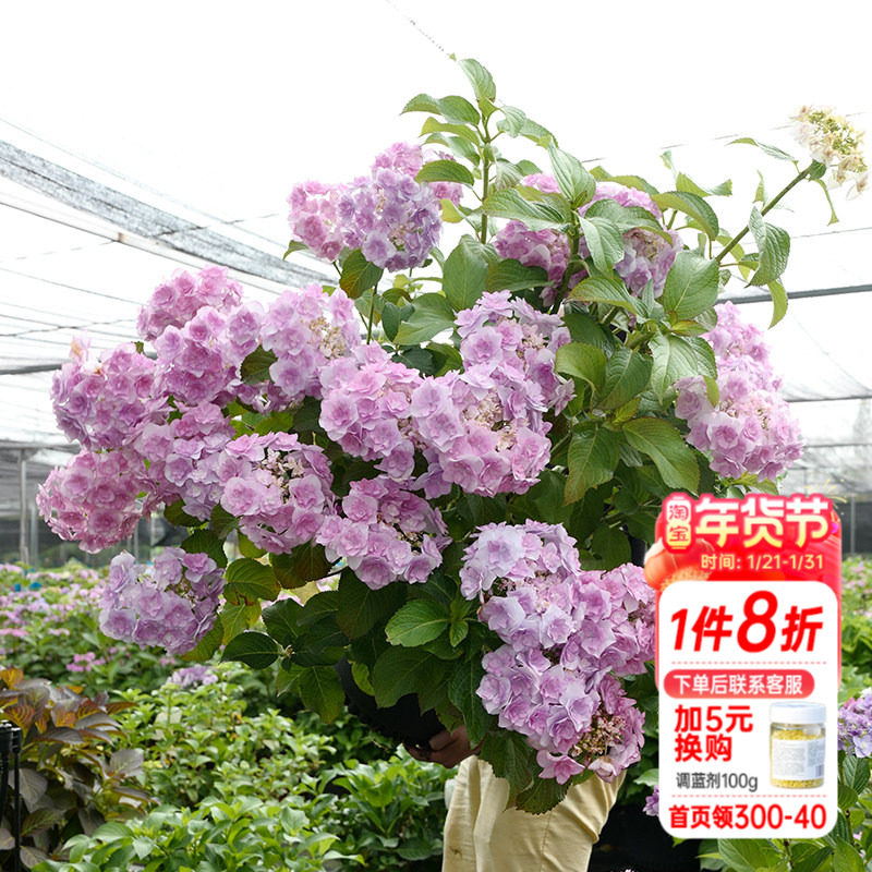 海蒂的花园  惠子小姐新品重瓣大花绣球花室外阳台庭院植物盆栽苗,鲜花速递/花卉仿真/绿植园艺,绣球/木绣球/木本植物,淘宝优惠券,粉丝福利购,淘宝优惠卷
