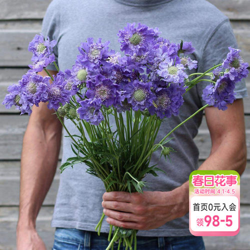 海蒂的花园蓝盆花阳台庭院花卉
