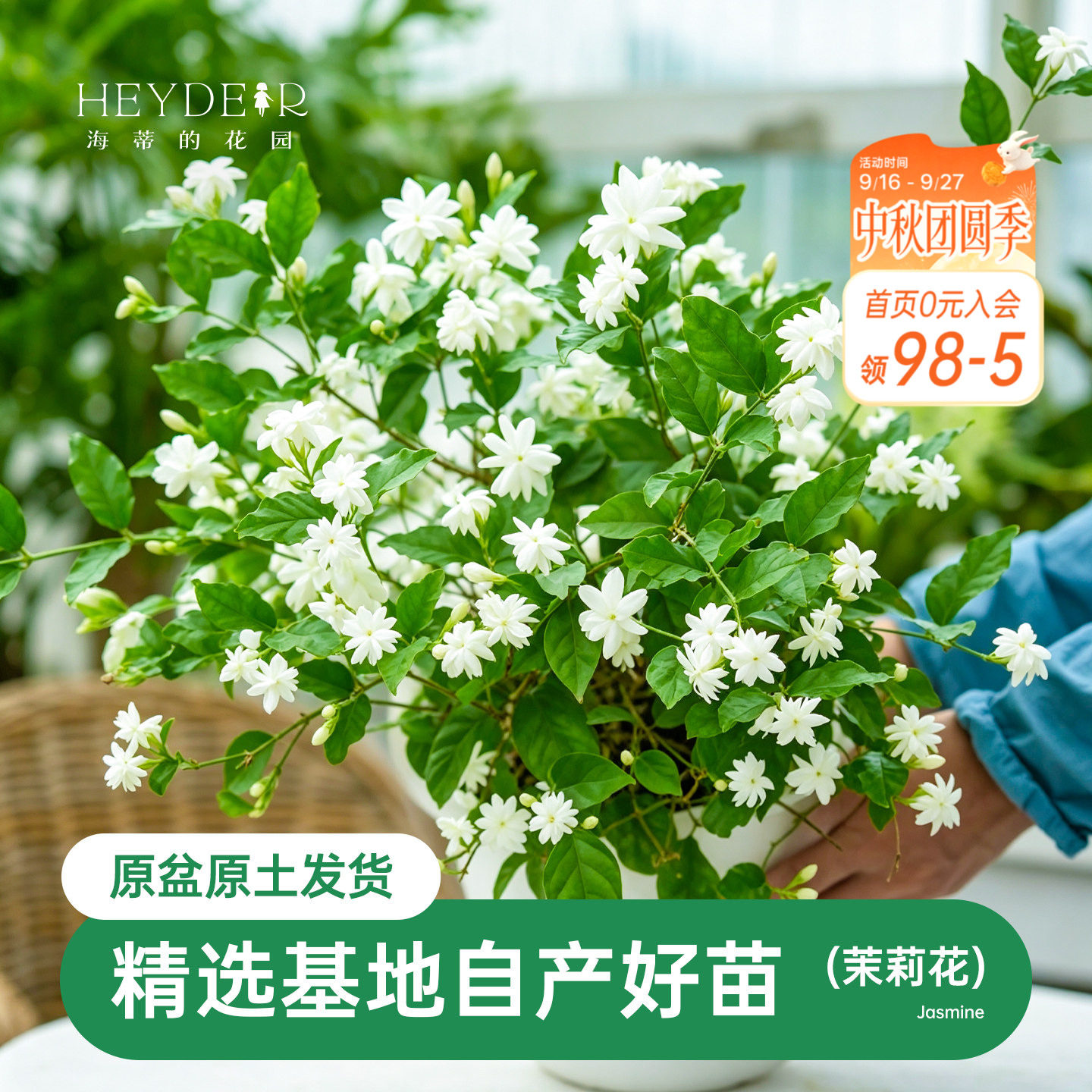 海蒂茉莉花阳台室内盆栽苗图片
