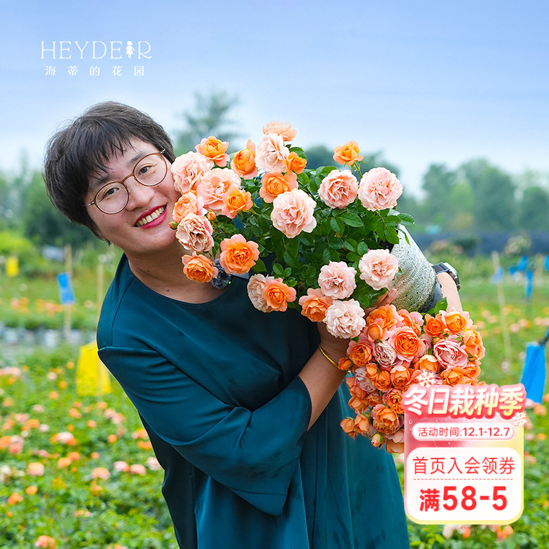 海蒂的花园玫瑰月季花苗果汁阳台粉色龙沙宝石多季开花阳台盆栽