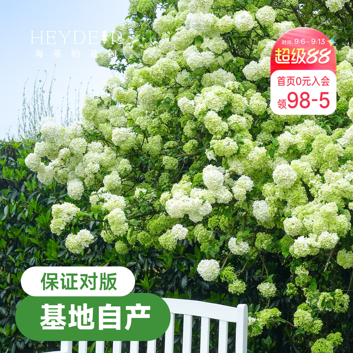 中华木绣球【小红书10万人种草】图片