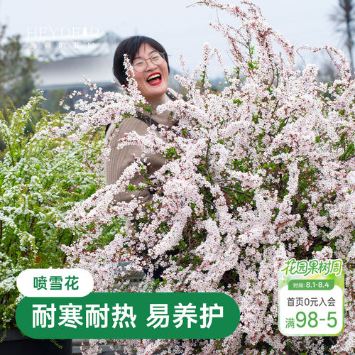 海蒂的花园金叶雪柳多年生花灌木