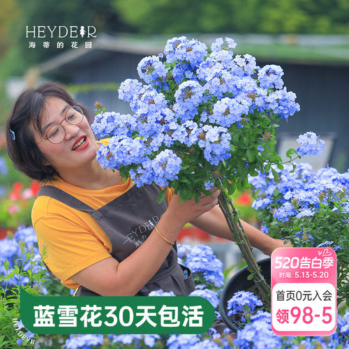 海蒂的花园蓝雪花盆栽耐热阳台可爬藤四季好养易活花卉植物室内花