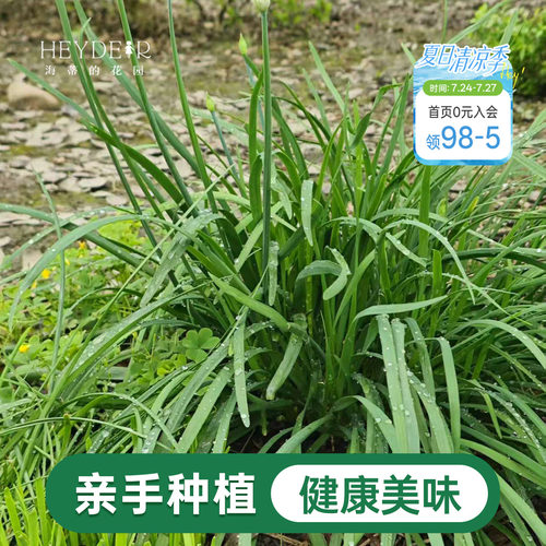 海蒂的花园 韭菜苗带土菜苗盆栽苗易养多年生家庭阳台庭院蔬菜苗