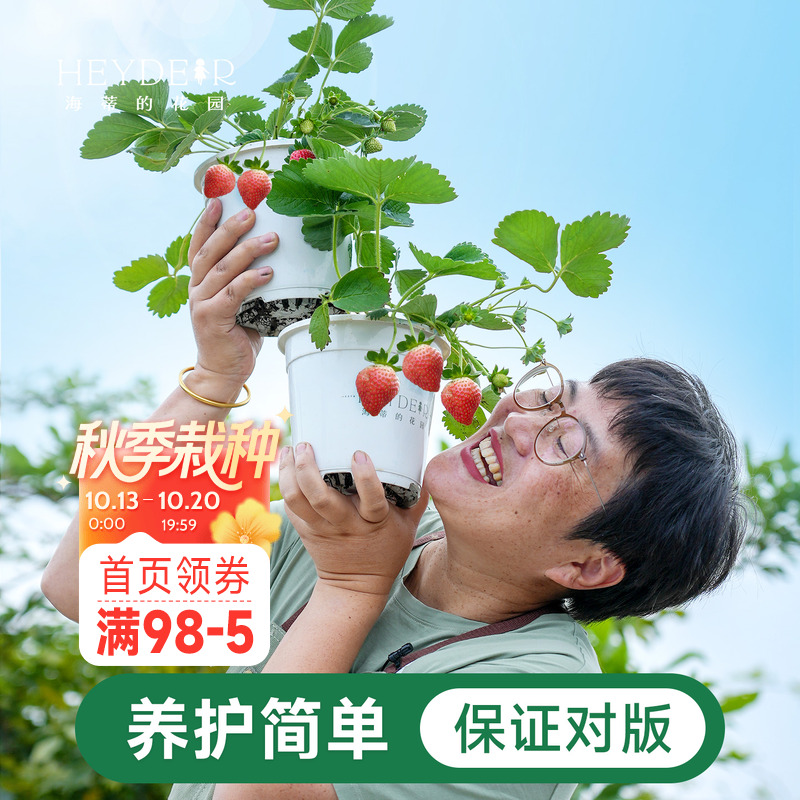 海蒂的花园家庭阳台草莓盆栽对版